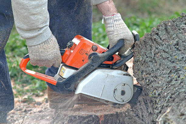 Reliable San Leon, TX Tree Care Solutions