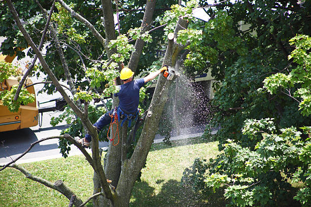 How Our Tree Care Process Works  in  San Leon, TX